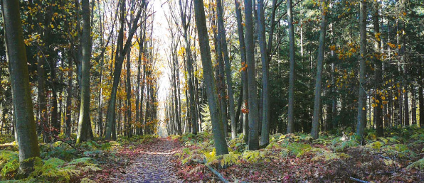 Forêt : GF Douze Forêts de FIDUCIAL Gérance